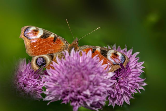 Biodiversity assessment services